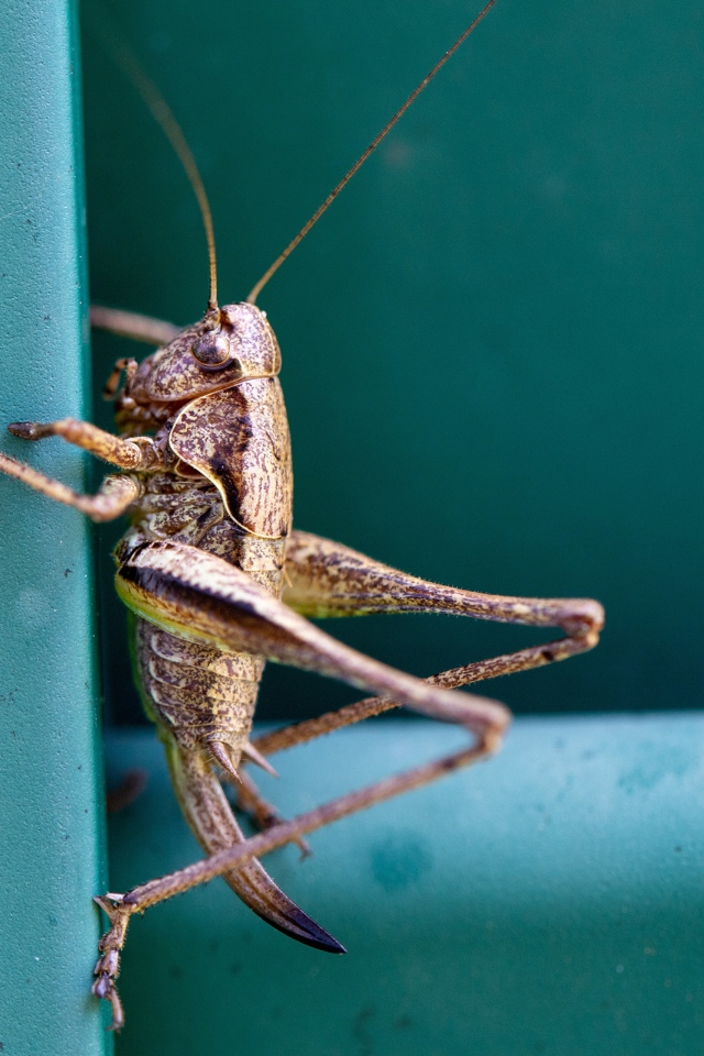 Большой кузнечик сидит на стене