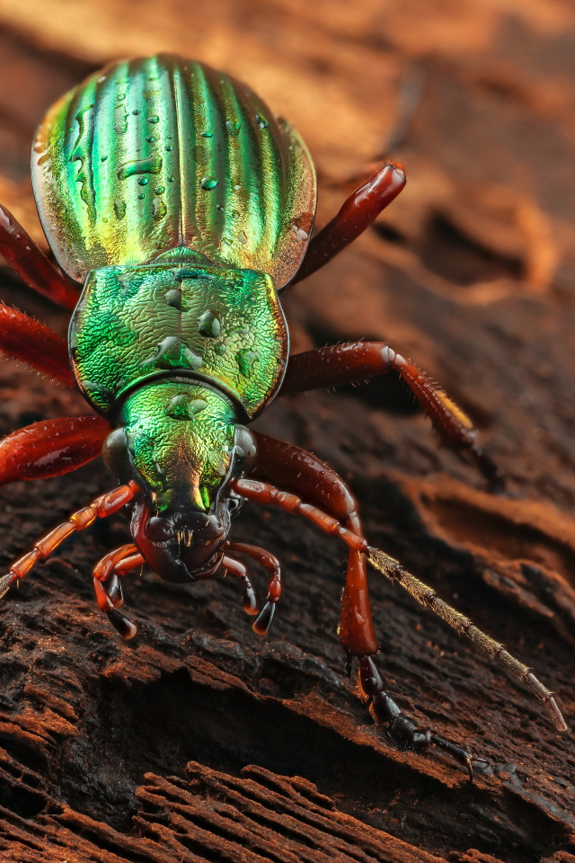 Большой зеленый жук Жужелица сидит на коряге