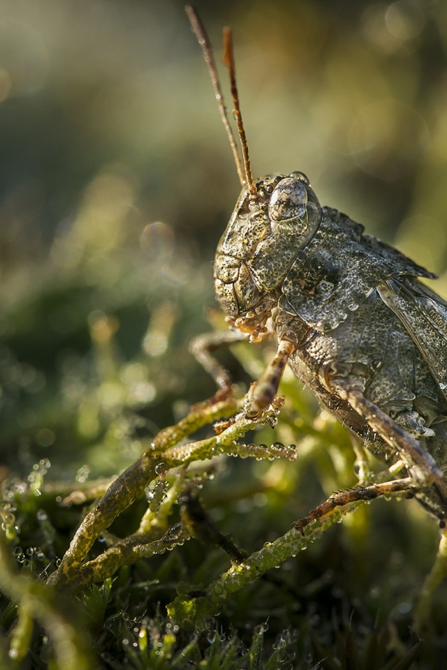Large green locust close up
