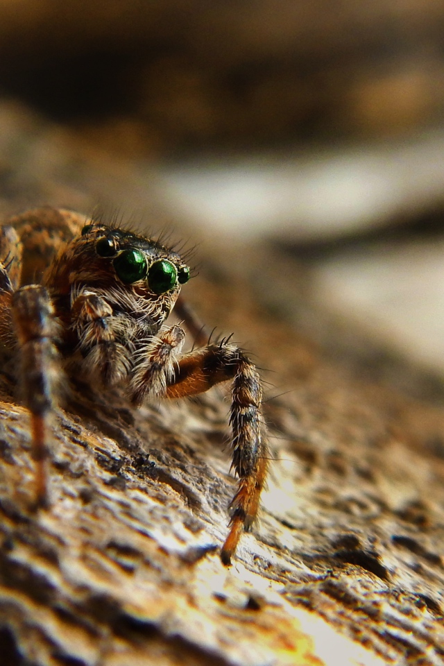 Большой паук с зелеными глазами