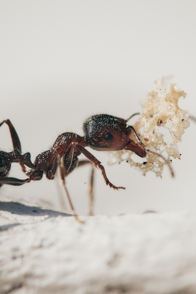 Маленький муравей с кормом 