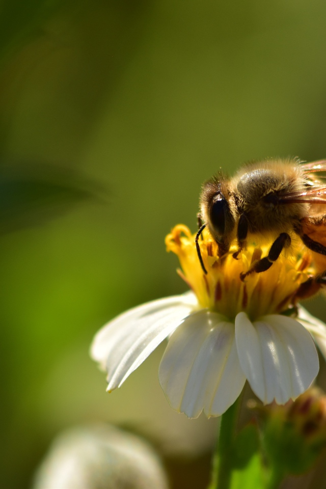 Маленькая пчела на белом цветке крупным планом