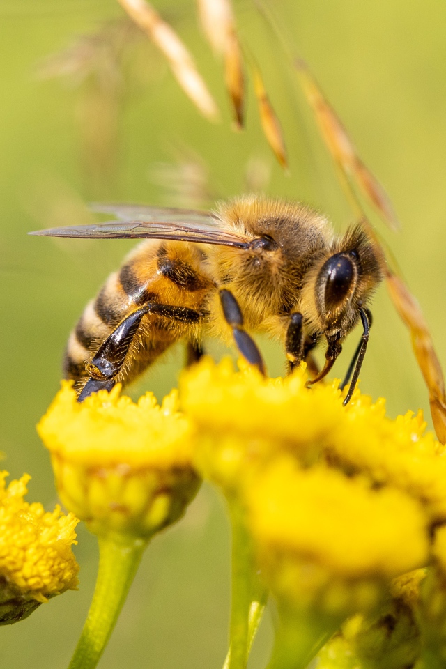 Маленькая пчела на желтом цветке пижмы