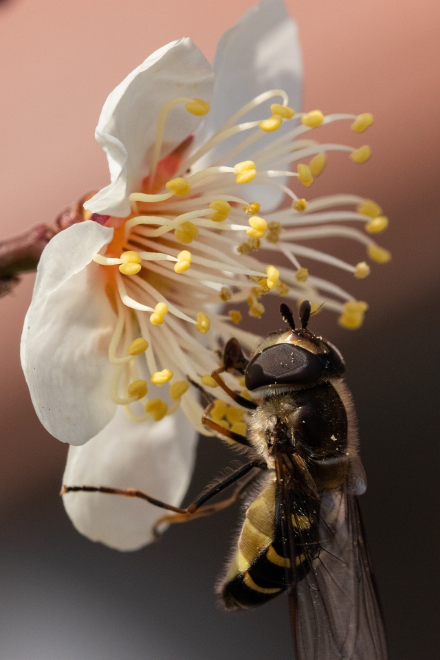 Маленькая пчела сидит на белом цветке весной 