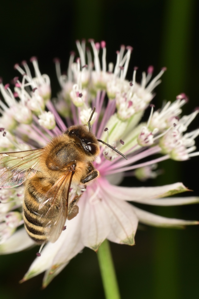Маленькая пчела сидит на цветке