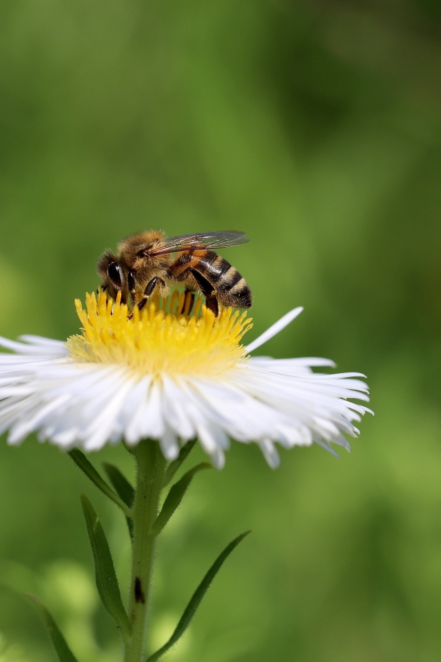 Маленькая пчела сидит на белом полевом цветке 
