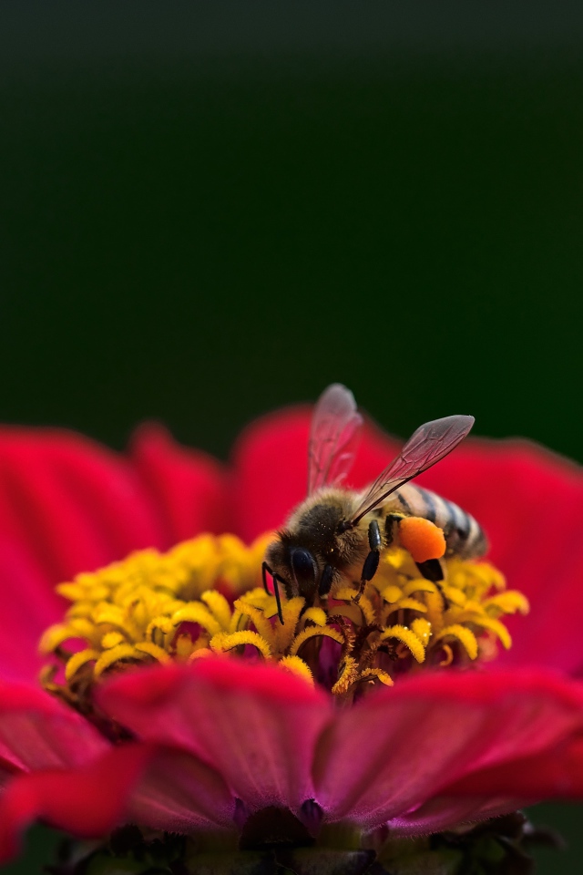 Маленькая пчела сидит на цветке циннии на зеленом фоне