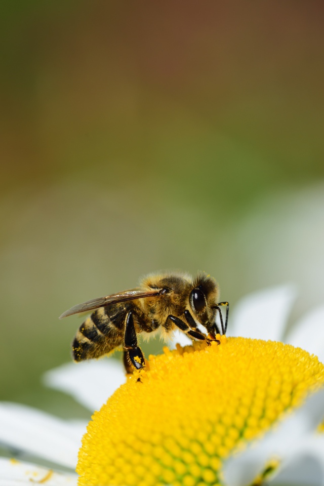 Маленькая пчела сидит на желтой середине ромашки 