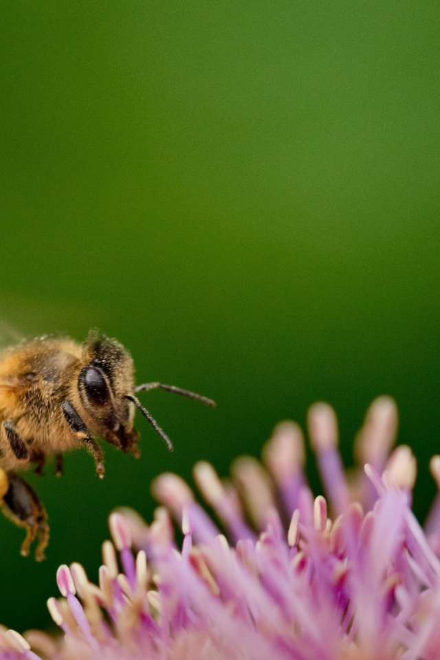 Маленькая пчела с розовым цветком на зеленом фоне