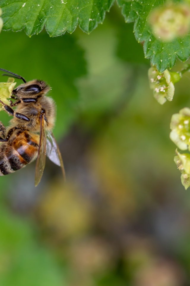 Маленькая медоносная пчела сидит на цветке