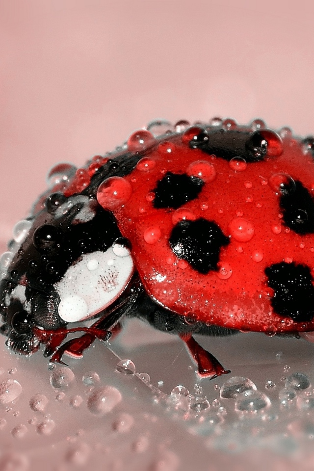 Маленькая красная божья коровка в каплях воды