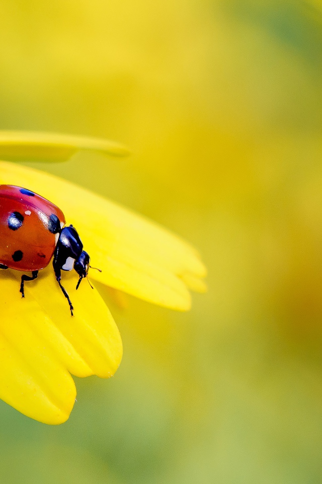 Маленькая красная божья коровка на желтом цветке 
