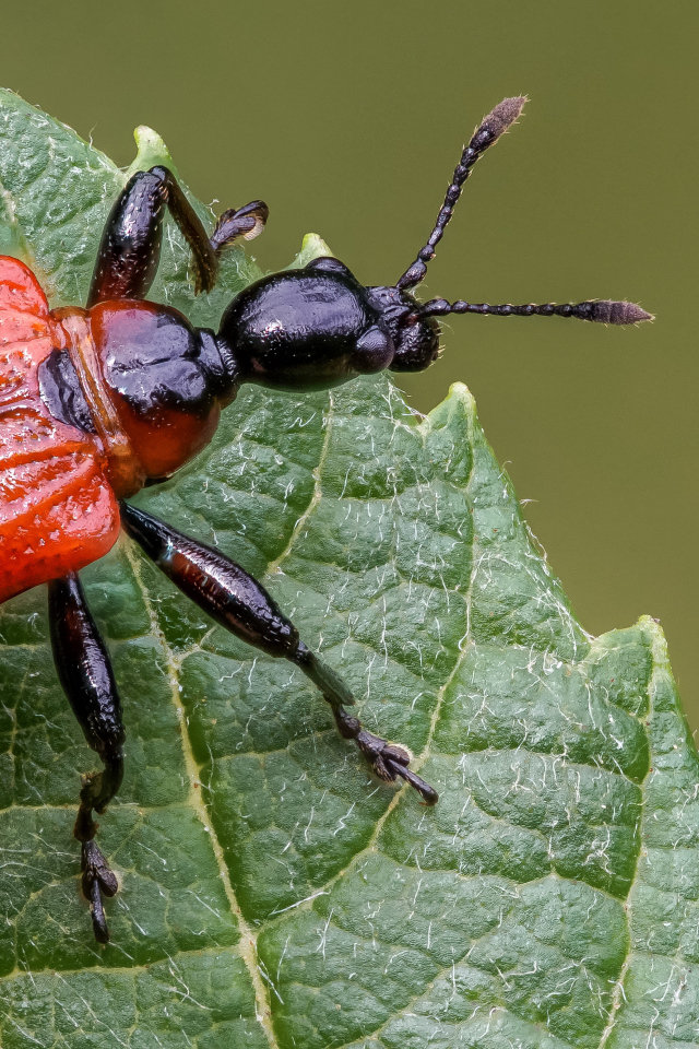 Оранжевый жук Трубковёрт орешниковый сидит на зеленом листе