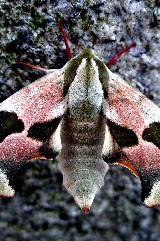 Бабочка сова крупным планом на камне