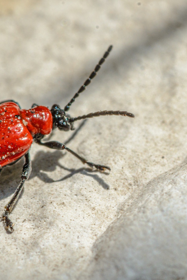 Красный клоп на камне крупным планом 