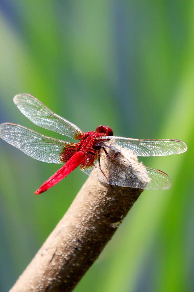 Красная стрекоза с прозрачными крыльями сидит на ветке 