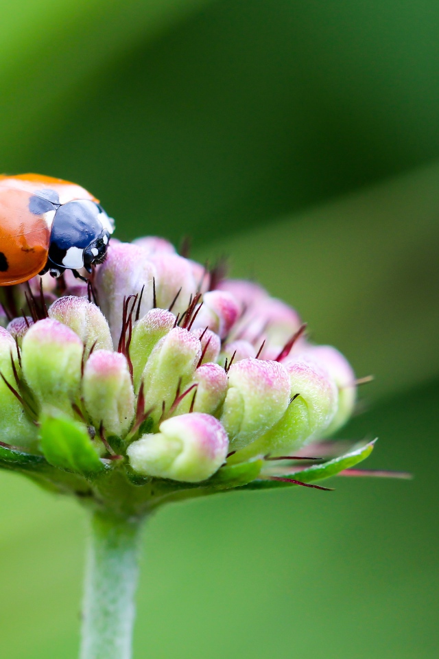 Красная божья коровка сидит на цветке на зеленом фоне