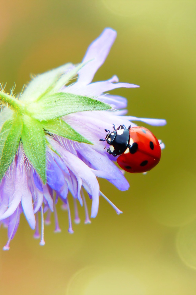 Красная божья коровка сидит на цветке 
