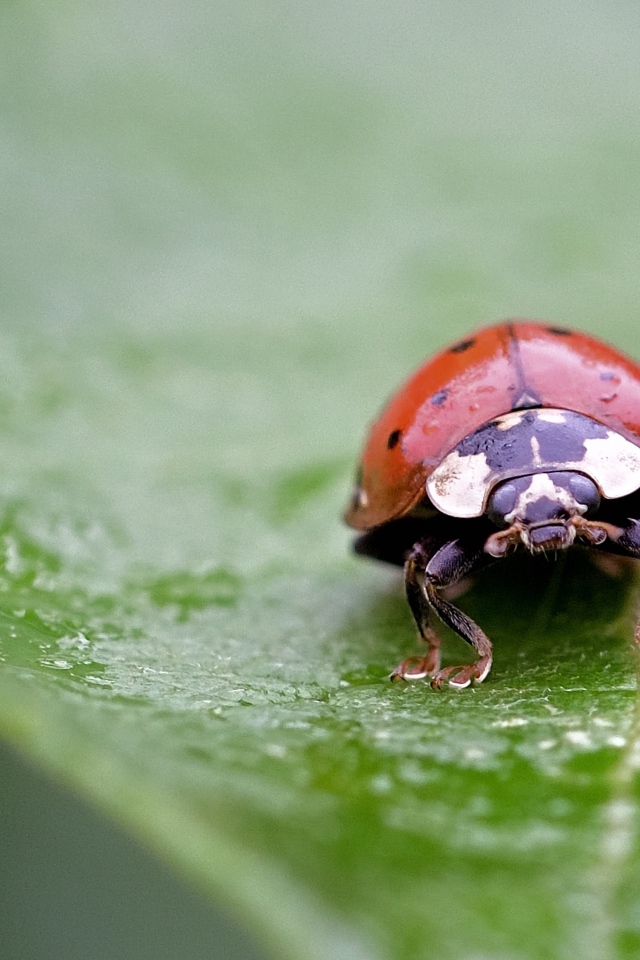 Красная божья коровка сидит на мокром листе 