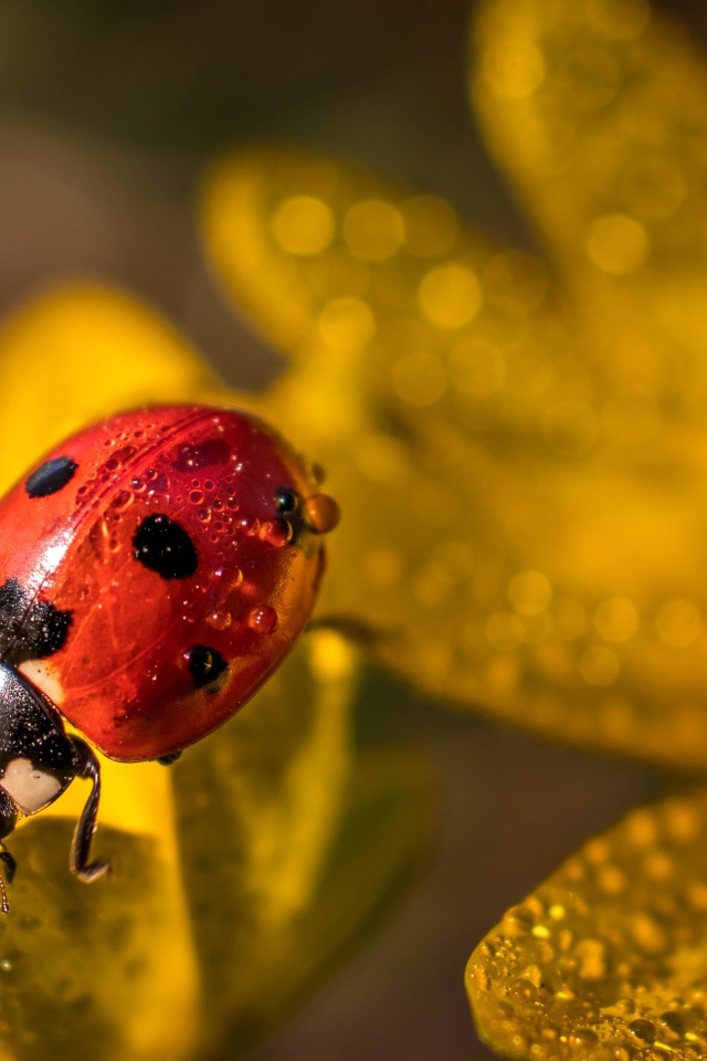 Красная божья коровка сидит на лепестках цветка