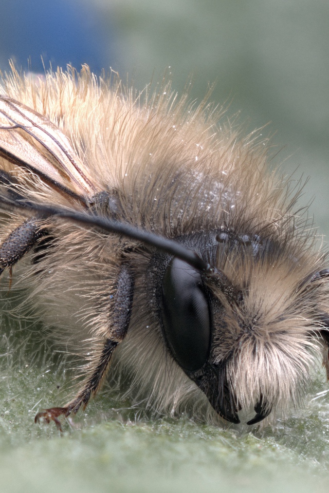 Маленькая пчела на листе крупным планом