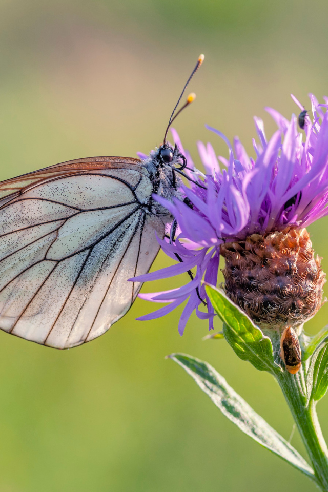 Маленькая голубая бабочка на сиреневом фоне
