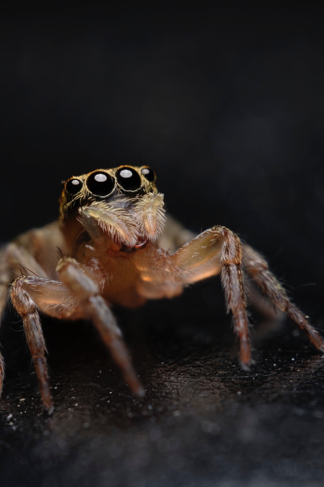 Паук с большими черными глазами крупным планом