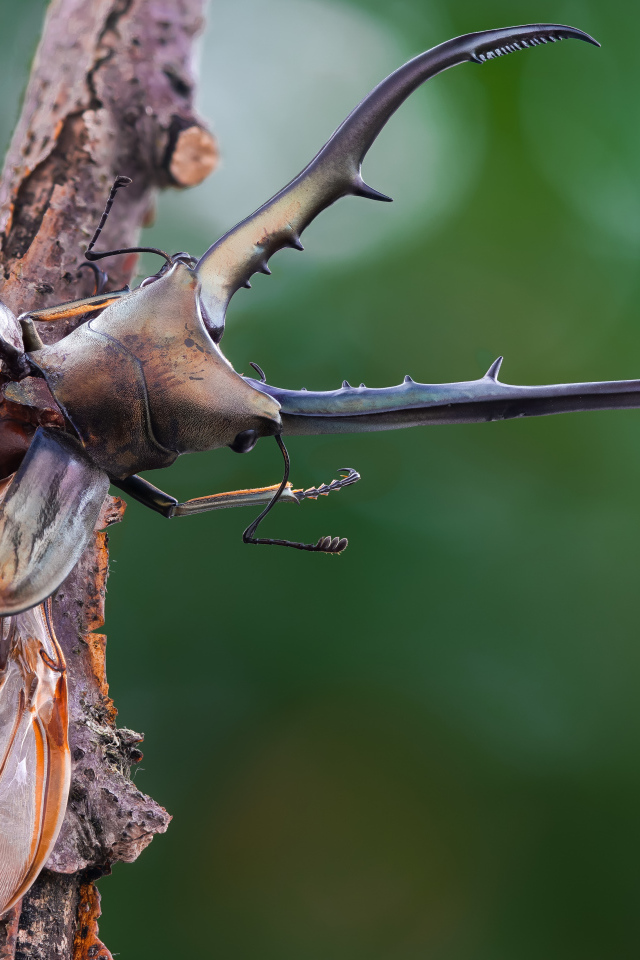 Жук олень расправил крылья на ветке дерева