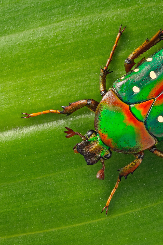 Жук Стефаноррина сидит на зеленом листе