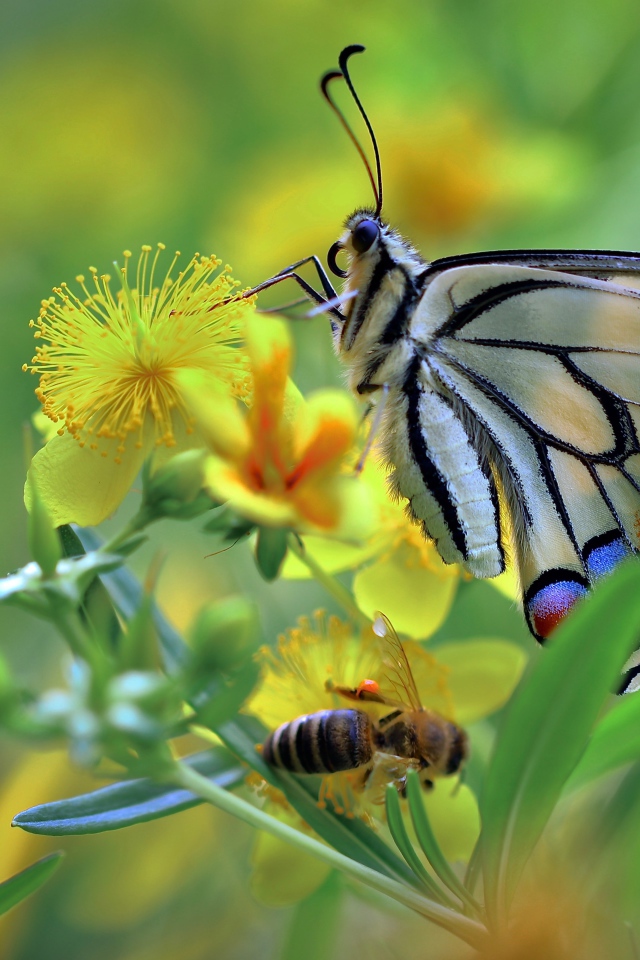 Бабочка махаон и пчела сидят на желтом цветке