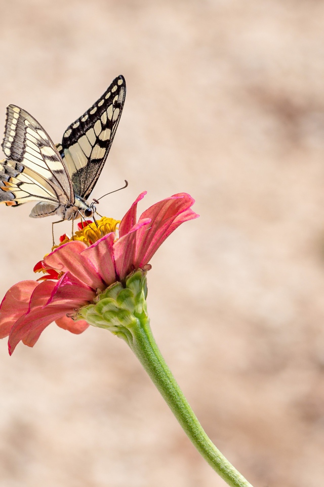Бабочка махаон сидит на красном цветке цинии 