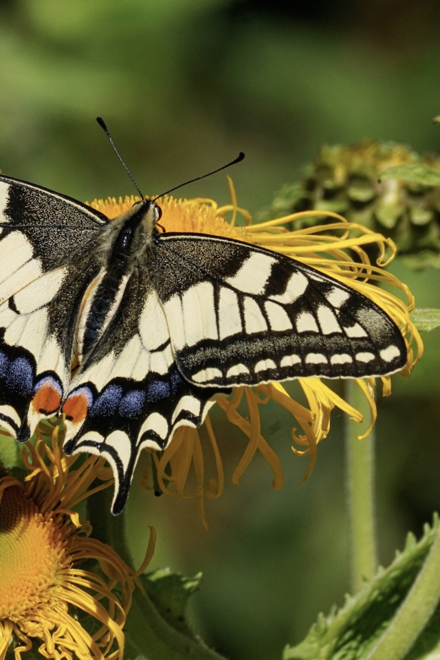 Бабочка махаон сидит на желтом цветке 