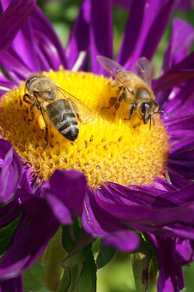 Две пчелы сидят на цветке астры