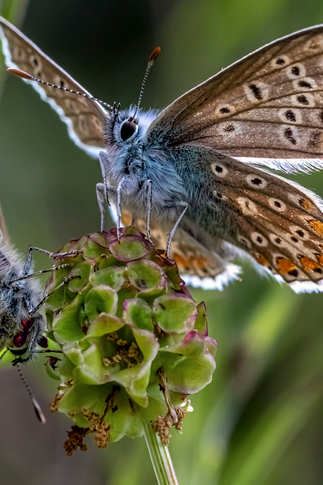 Две голубые бабочки на зеленом цветке 