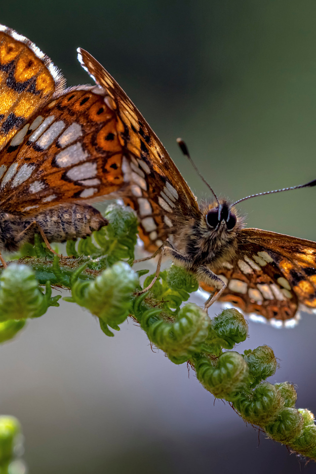 Две коричневые бабочки на зеленом листе папоротника 