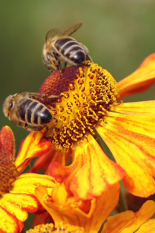 Две медоносные пчелы сидят на цветке 