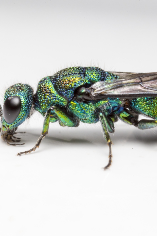 Оса огневая блестянка на белом фоне