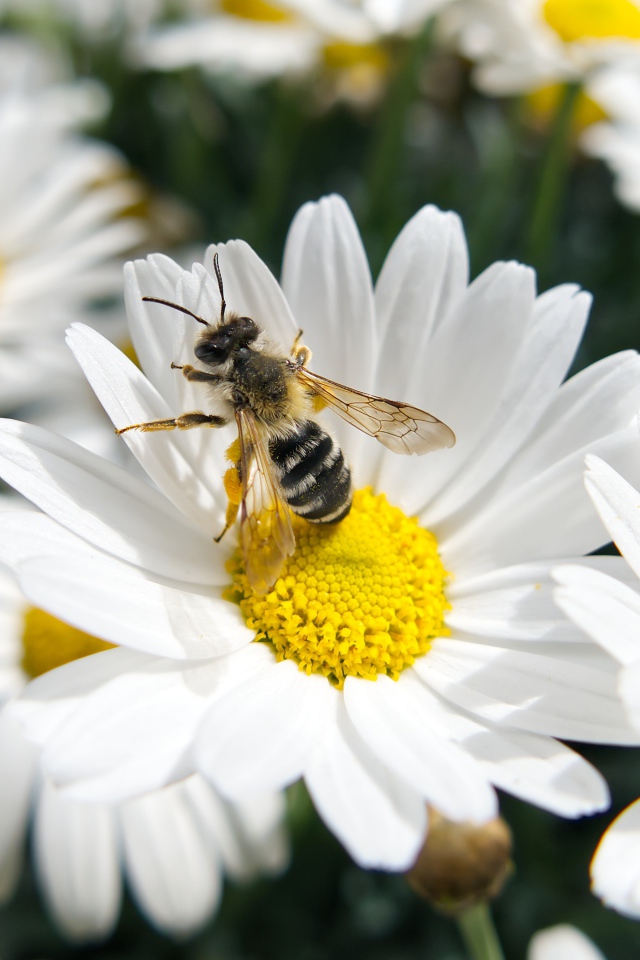 Белые полевые ромашки с пчелой 