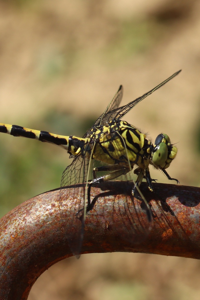 Желтая с черным стрекоза  на  железном поручне 