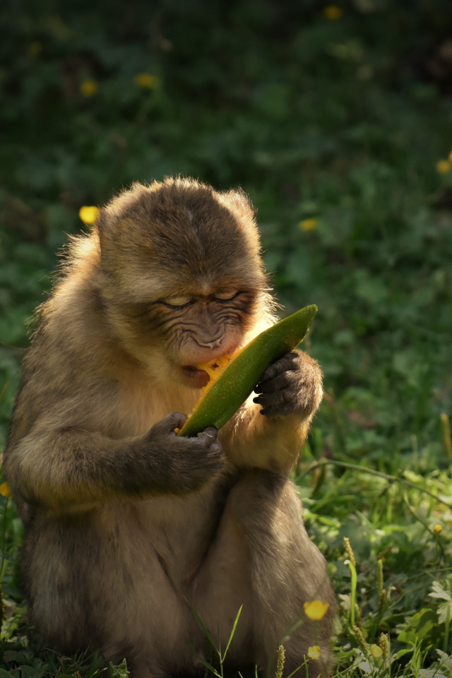 Обезьяна грызет плод манго 