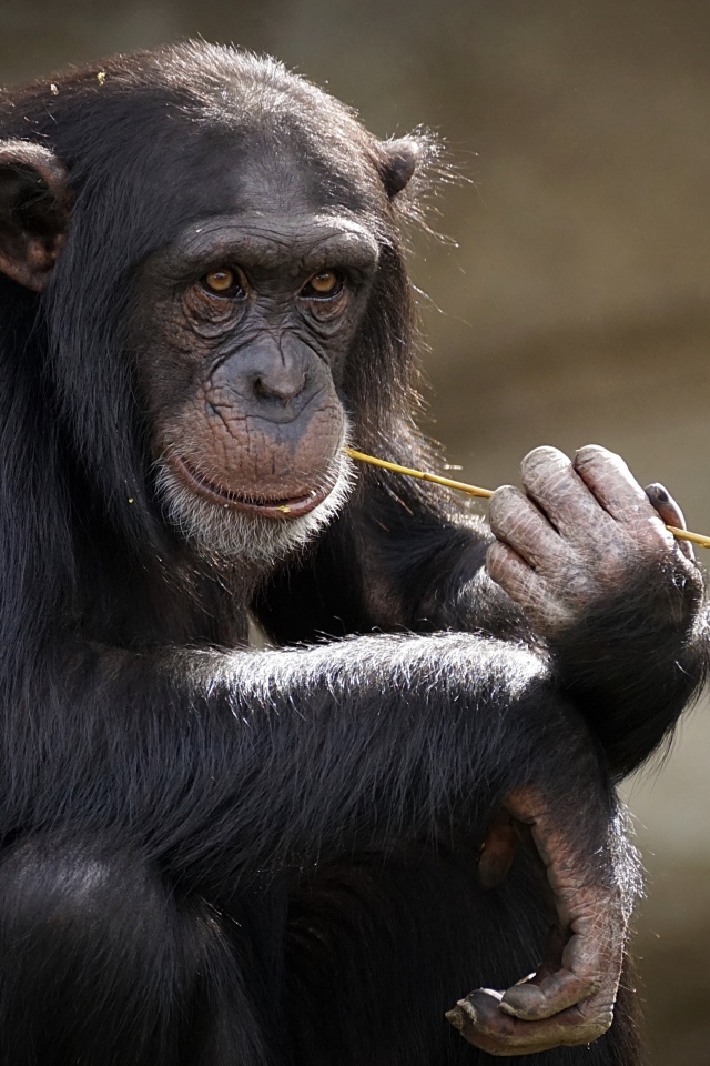 Шимпанзе с травой во рту
