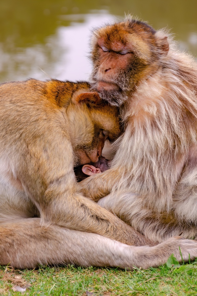 Семья варварской макаки у пруда