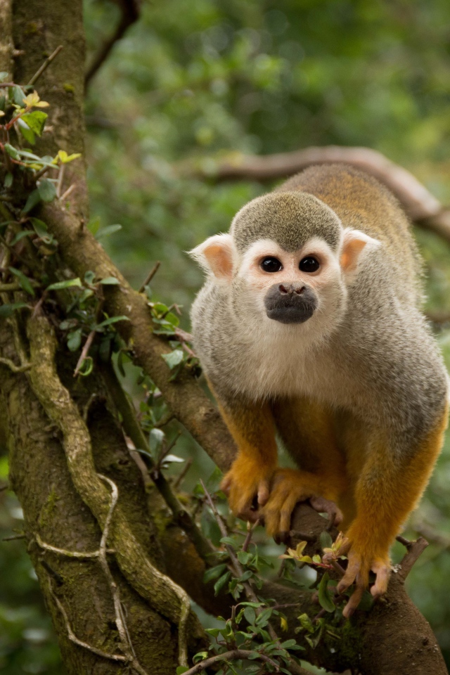 Забавная обезьяна на дереве