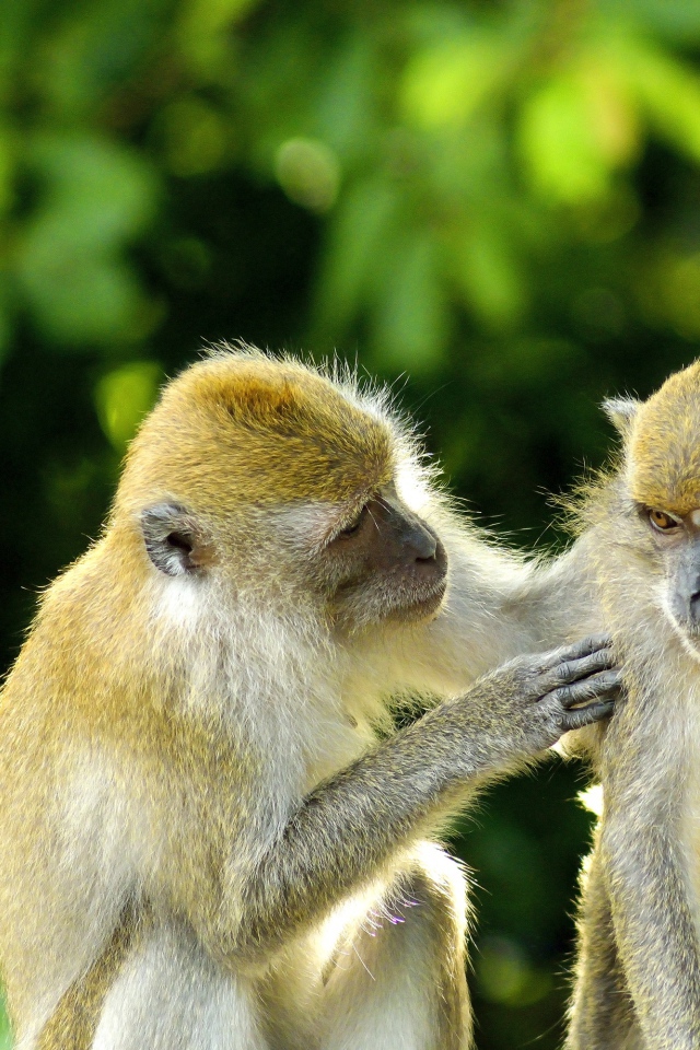 Две обезьяны на фоне листьев
