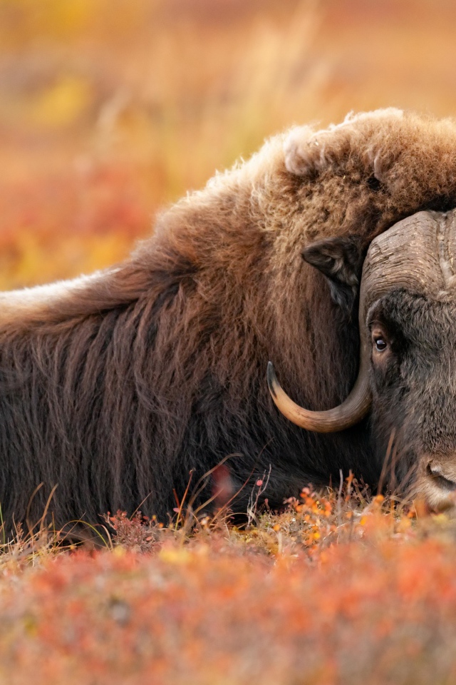Большой овцебык лежит на траве