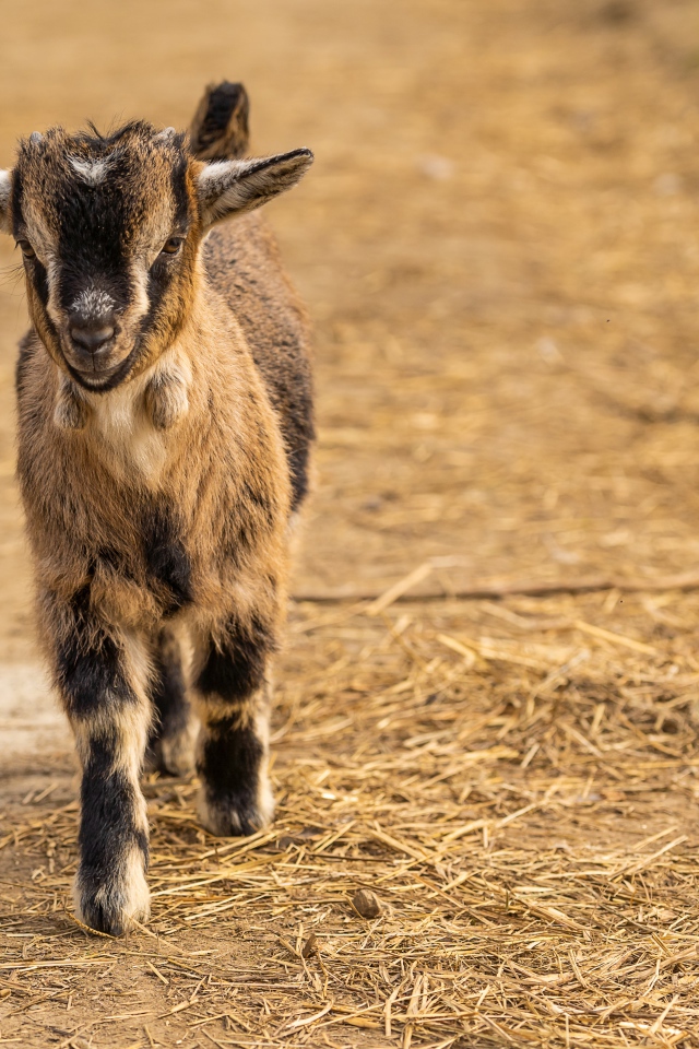 Маленький козленок идет по земле