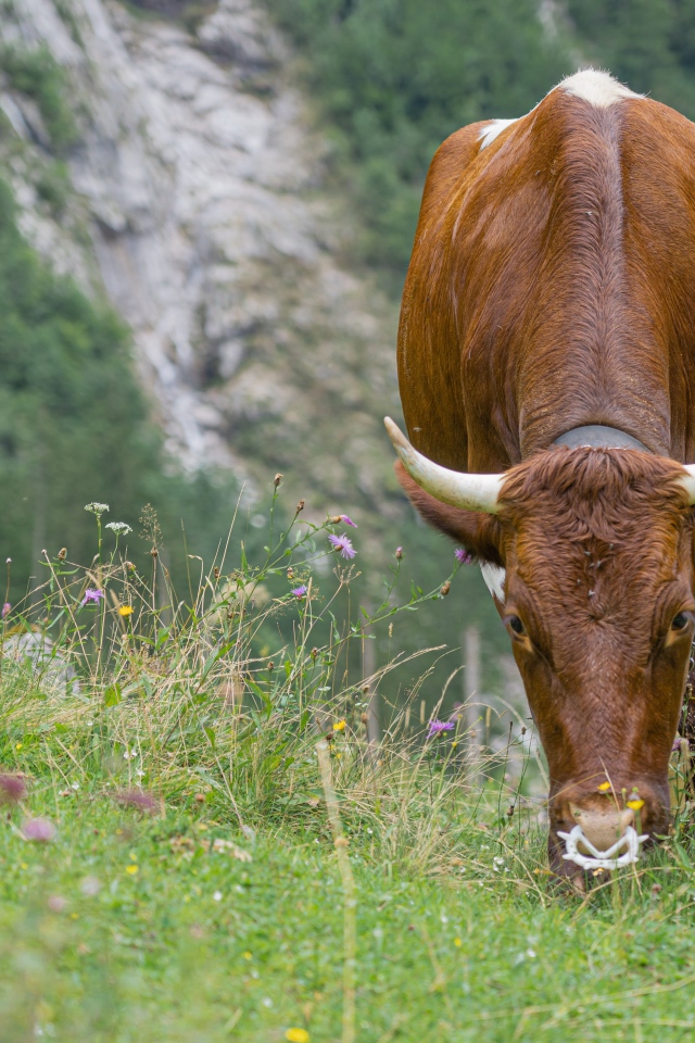 Большая коричневая корова пасется на траве 