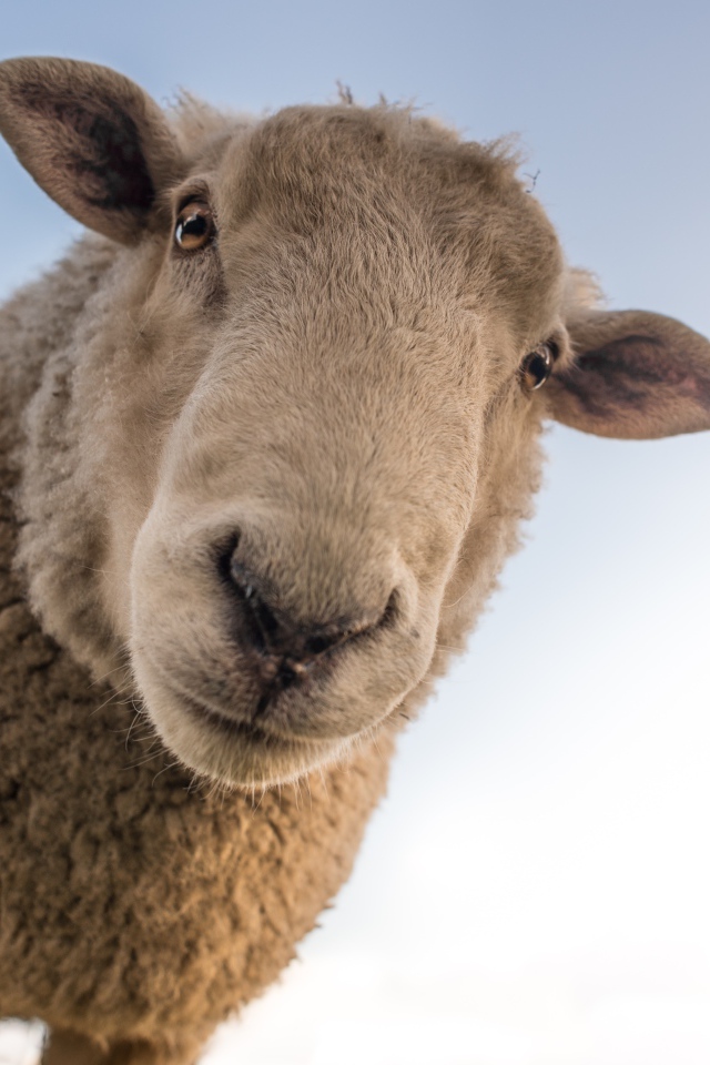 Большая любопытная овца смотрит в камеру