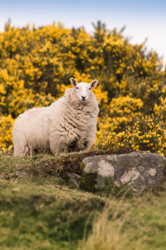 Большая пушистая овца стоит на камне