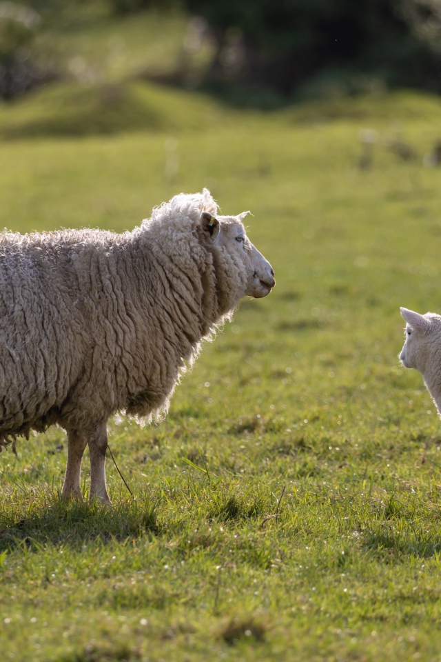 Большая пушистая овца с ягненком на поле 